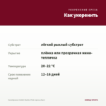 Калибрахоа Colibri Malibu Pink (срезы/5шт) — как укоренить черенок