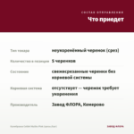 Калибрахоа Colibri Malibu Pink (срезы/5шт) — что приедет