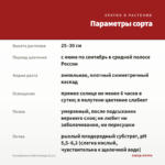 Калибрахоа Colibri Orange (0,1л) — параметры сорта