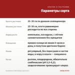 Калибрахоа Colibri Orange (срезы/5шт) — параметры сорта