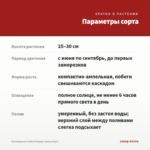 Калибрахоа Colibri Orange (срезы/5шт) — параметры сорта