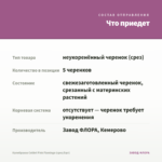 Калибрахоа Colibri Pink Flamingo (срез/5шт) — что приедет