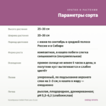 Калибрахоа Colibri Pink Lace (0,1л) — параметры сорта