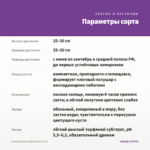 Калибрахоа Colibri Plum (0,1л) — параметры сорта
