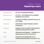 Калибрахоа Colibri Plum (срезы/5шт) — параметры сорта