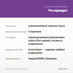 Калибрахоа Colibri Plum (срезы/5шт) — что приедет