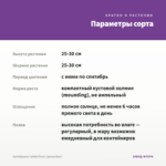 Калибрахоа Colibri Plum (срезы/5шт) — параметры сорта