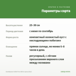Калибрахоа Colibri Pure White (срезы/5шт) — параметры сорта
