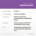 Калибрахоа Colibri Purple Bling (0,1л) — параметры сорта