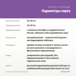 Калибрахоа Colibri Purple Bling (0,1л) — параметры сорта