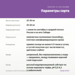 Калибрахоа Colibri Purple Bling (срезы/5шт) — параметры сорта