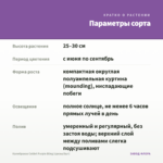 Калибрахоа Colibri Purple Bling (срезы/5шт) — параметры сорта