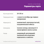 Калибрахоа Colibri Purple Lace (0,1л) — параметры сорта