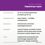 Калибрахоа Colibri Purple Lace (срезы 5 шт) — параметры сорта