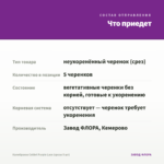 Калибрахоа Colibri Purple Lace (срезы 5 шт) — что приедет