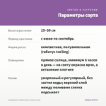 Калибрахоа Colibri Spark Purple (0,1л) — параметры сорта