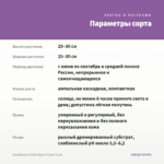 Калибрахоа Colibri Spark Purple (0,1л) — параметры сорта