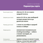Калибрахоа Colibri Spark Purple (срезы/5шт) — параметры сорта