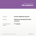 Калибрахоа Colibri Spark Purple (срезы/5шт) — как укоренить черенок