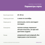 Калибрахоа Colibri Spark Purple (срезы/5шт) — параметры сорта