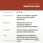 Калибрахоа Colibri Tangerine (0,1л) — параметры сорта