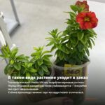 Калибрахоа Colibri Tangerine (0,1л) — в таком виде растение уходит в заказ