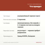 Калибрахоа Colibri Tangerine (срезы/5шт) — что приедет