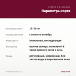 Калибрахоа Dracula (0,1л) — параметры сорта