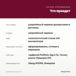 Калибрахоа Dracula (0,1л) — что приедет