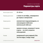 Калибрахоа Dracula (срез/5шт) — параметры сорта
