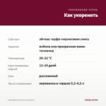 Калибрахоа Dracula (срез/5шт) — как укоренить черенок