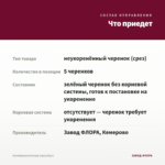 Калибрахоа Dracula (срез/5шт) — что приедет