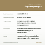 Калибрахоа Eyeconic Apricot (срезы/5шт) — параметры сорта