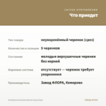Калибрахоа Eyeconic Apricot (срезы/5шт) — что приедет