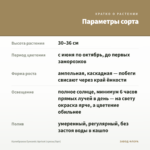 Калибрахоа Eyeconic Apricot (срезы/5шт) — параметры сорта