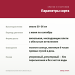 Калибрахоа Eyeconic Cherry Blossom (0,1л) — параметры сорта