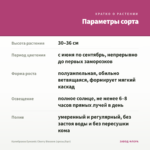 Калибрахоа Eyeconic Cherry Blossom (срезы/5шт) — параметры сорта