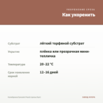 Калибрахоа Eyeconic Peach (срезы/5шт) — как укоренить черенок