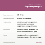 Калибрахоа Eyeconic Pink (0,1л) — параметры сорта