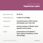 Калибрахоа Eyeconic Pink (срезы/5шт) — параметры сорта