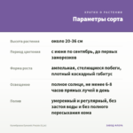 Калибрахоа Eyeconic Purple (0,1л) — параметры сорта