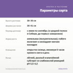 Калибрахоа Eyeconic Purple (0,1л) — параметры сорта