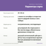 Калибрахоа Eyeconic Purple (срезы/5шт) — параметры сорта