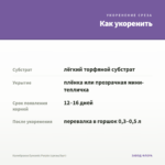 Калибрахоа Eyeconic Purple (срезы/5шт) — как укоренить черенок