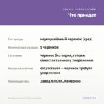 Калибрахоа Eyeconic Purple (срезы/5шт) — что приедет