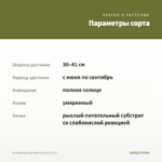 Калибрахоа Eyeconic Sunset (0,1л) — параметры сорта