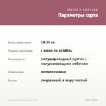 Калибрахоа Hula Strawberry (0,1л) — параметры сорта