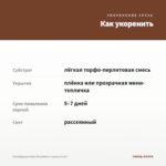 Калибрахоа Hula Strawberry (срезы 5 шт) — как укоренить черенок