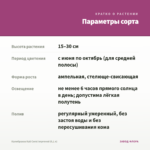 Калибрахоа Kali Coral Improved (0,1 л) — параметры сорта