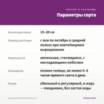Калибрахоа Kali Ultra Purple (0,1л) — параметры сорта